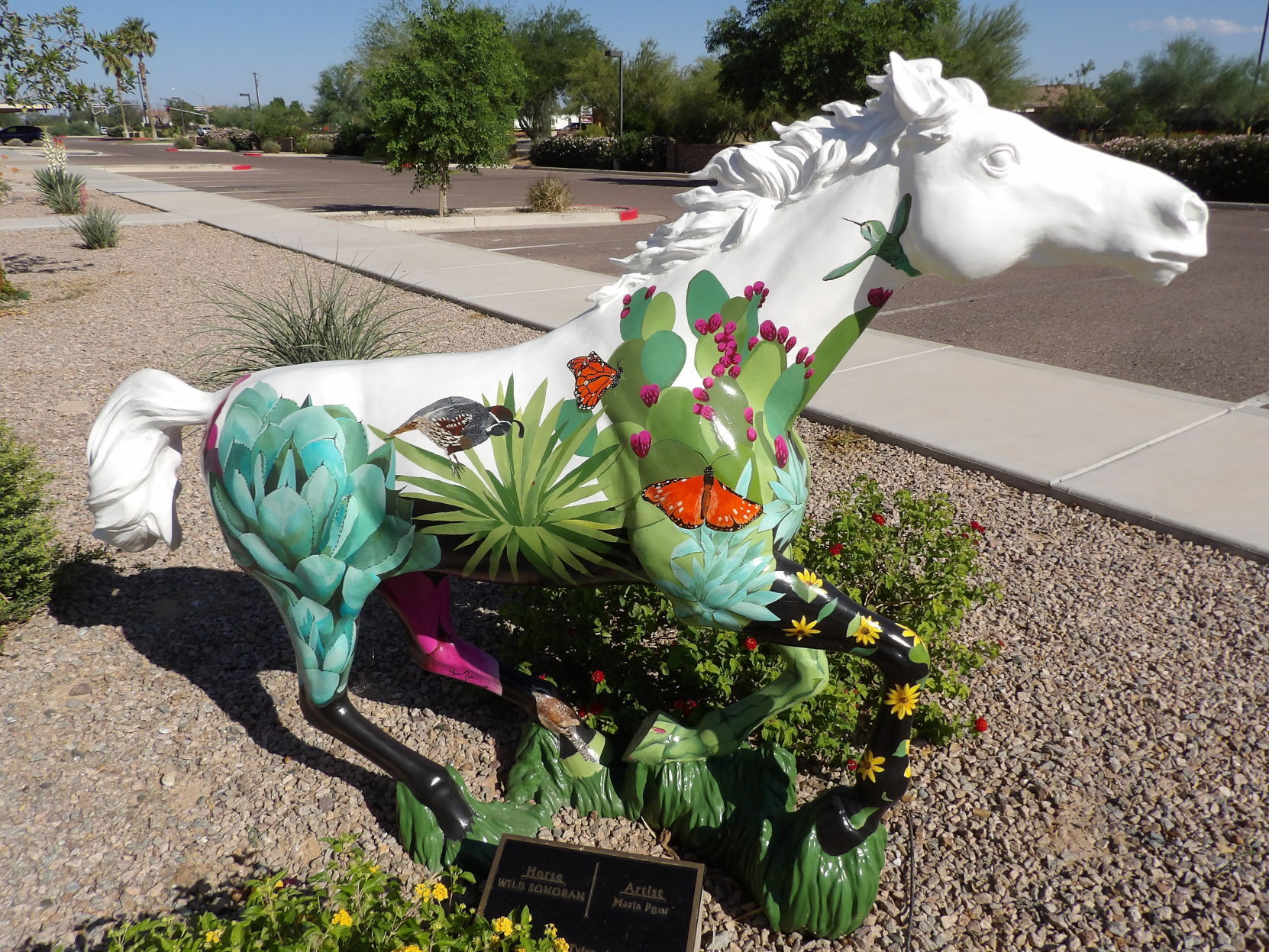 Wild Sonoran